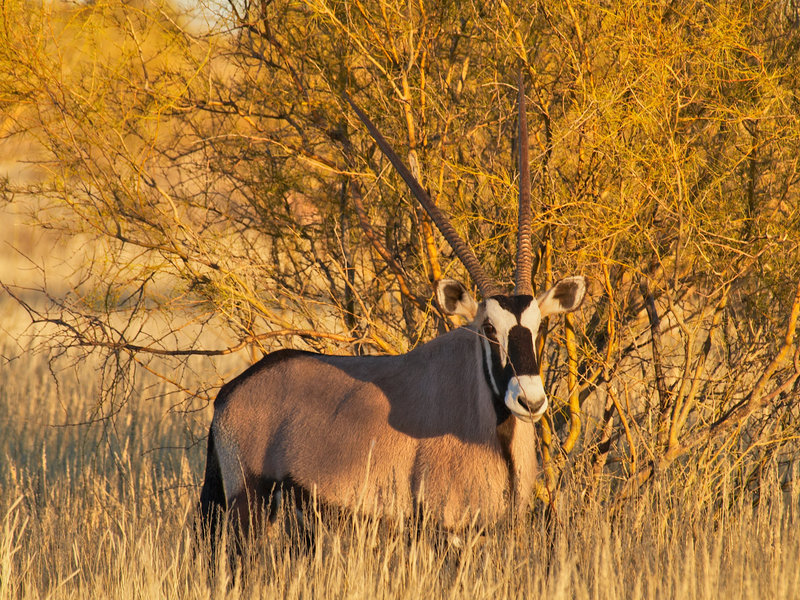 Oryx, Kalahari